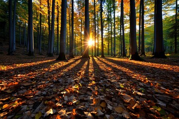 Poster - Autumn forest bathed in golden sunlight, illustrated in a serene scene where tall trees with colorful foliage are illuminated by the soft, warm light of the setting sun, casting long shadows