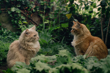 Two Furry Cats in Garden Surrounded by Lush Greenery and Plants