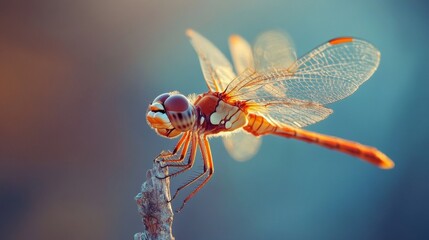 Aufkleber - A macro shot of a dragonfly perched on a twig, capturing its detailed wings and compound eyes.