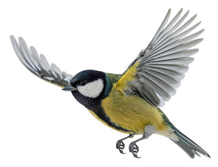 great tit in flight (parus major), isolated on transparent background