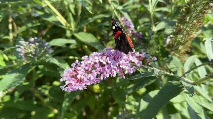 Wall Mural - Butterfly on flower of butterfly bush Buddleja