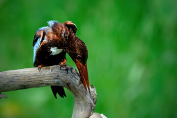 white throated kingfisher