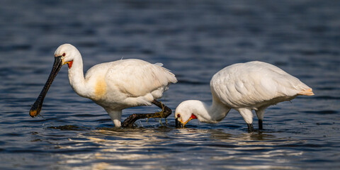 Wall Mural - Spatule blanche (Platalea leucorodia - Eurasian Spoonbill)