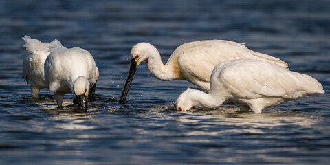 Wall Mural - Spatule blanche (Platalea leucorodia - Eurasian Spoonbill)