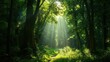 © Matcha_09 - Lush green forest with sunlight filtering through the trees, showcasing the beauty of nature and environmental conservation