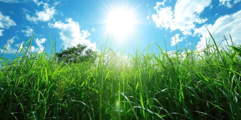 Vibrant green grass under a bright sun with a clear blue sky and fluffy clouds