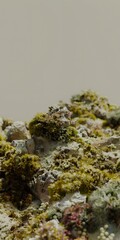 Canvas Print - Closeup of Stone Covered in Moss and Lichen