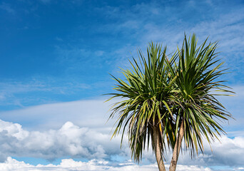 Blank photography of palm; cabbage tree, blue bright sky with clouds; garden; green plant; background; summer; nature; gardening; holiday