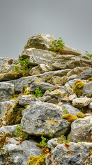 Canvas Print - Close Up of Rocks and Moss Growing On Them