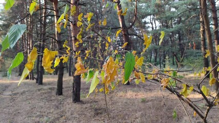 Wall Mural - autumn trees. dry branches with leaves. yellow and green leaves on a tree. wind sways autumn leaves. trees in autumn