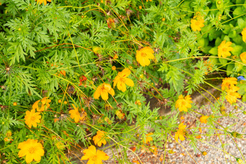 Yellow cosmos or Cosmos Sulphureus plant in Saint Gallen in Switzerland