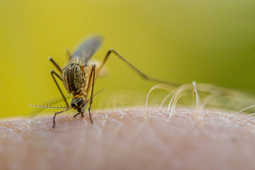 A detailed macro shot of a mosquito feeding on human skin, highlighting its body structure, legs, and proboscis. The image captures the insect in the act of drawing blood