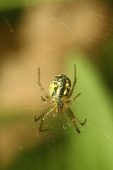 Wall Mural - spider on the web