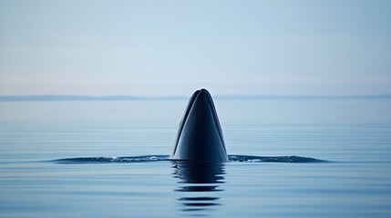 A close-up of a whale's dorsal fin emerging from calm waters, surrounded by a serene ocean landscape