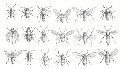 A collection of various insect line icons sketched in a minimalist style isolated on a white background. Minimalist. Ultra realistic. Photorealistic