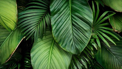 tropical jungle leaves background