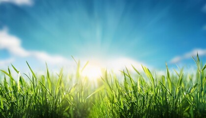 grass with sun light on blue sky