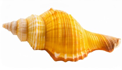 yellow seashell isolated on transparent background cutout