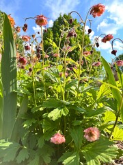 orange perennial meadow flowers.Blooming Geum on a summer day in the garden. Flower background