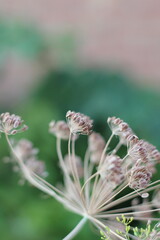 Dill plant growing in the garden.