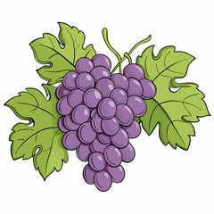 Wall Mural - Grapes bunches vector illustration on a isolated white background (19)