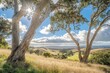 © Serhii - Menlo Park, California: Eucalyptus Trees on a Hilly Terrain with Sunlight at Bedwell Bayfront Park