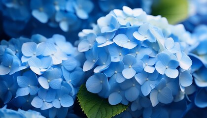 Wall Mural - blue hydrangea flowers close up