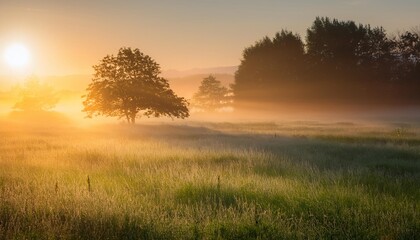 Wall Mural - tranquil foggy grassland and trees at sunrise