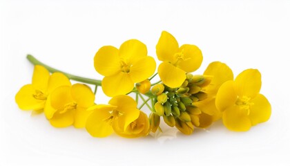 Wall Mural - rapeseed blossom flower isolated on white background