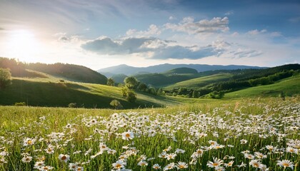 Wall Mural - beautiful spring and summer natural landscape with blooming field of daisies in the grass in the hilly countryside