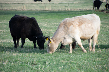 cow in a field colorado