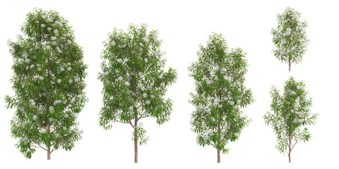 3d rendering of lemon myrtle plants on transparent background