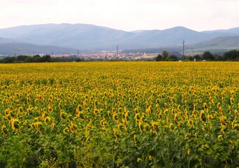 Sunflower fields among the mountain slopes