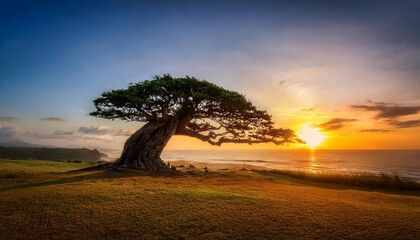 Wall Mural - the dancing tree with sunset in indonesia sumba