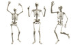 © Марина Ризниченко - Set of human skeleton isolated on white background