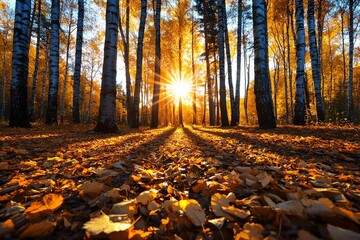 Poster - Autumn forest bathed in golden sunlight, illustrated in a serene scene where tall trees with colorful foliage are illuminated by the soft, warm light of the setting sun, casting long shadows