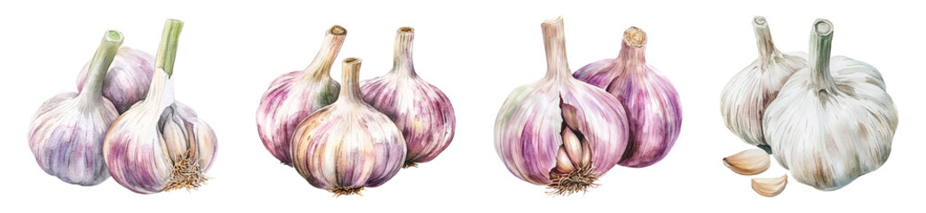 Wall Mural - Watercolor Garlic PNG set