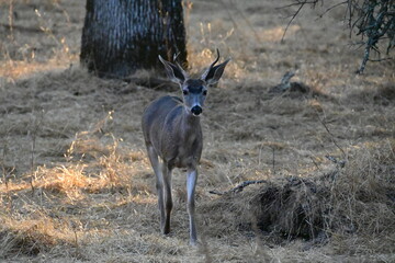 deer in the wild