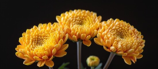 Wall Mural - Yellow Orange Flower Heads Asters Isolated On A Black Background