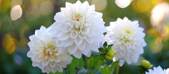 Sticker - Beautiful White Dahlia