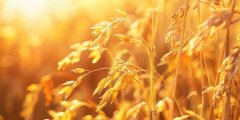 Wall Mural - Oats harvest affected by strong drought in Romania Eastern Europe