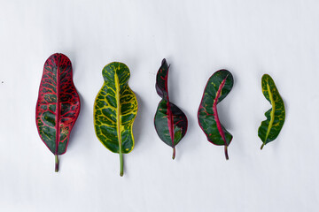 Colorful leaf texture isolated on white background, beautiful croton (Codiaeum variegatum) leaves