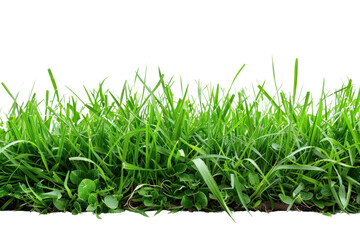 Canvas Print - PNG Lush green grass lawn background