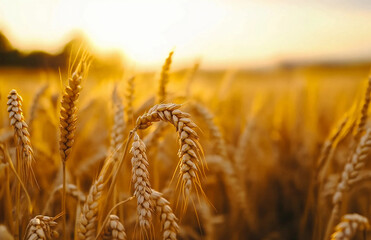  harvest wheat. Ripe wheat fields natural at sunset, Ears whea, Crop Harvest,  Agriculture,  Farm Harvest Season, wheat field