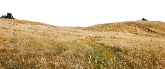 Sticker - PNG Golden grassy rolling hills