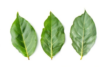 Poster - Close-up of various leaf shapes and colors on a white background