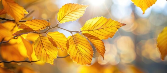 Sticker - Yellow Leaves On The Tree In Autumn