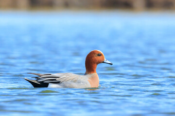 Wall Mural - Male Eurasian wigeon Mareca penelope swimming