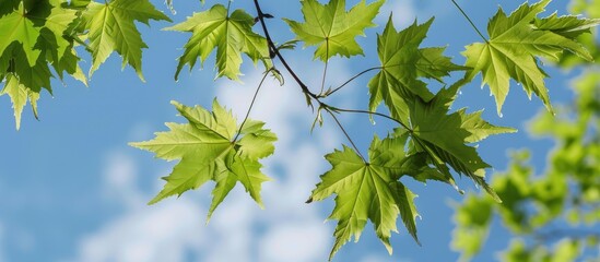 Wall Mural - Young Maple Leaves Against The Sky