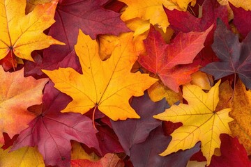 Canvas Print - colorful autumn leaves in various shades. use as a background for autumn-themed projects, such as we